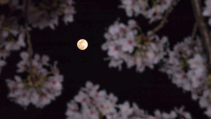 Moon through Cherry Blossoms